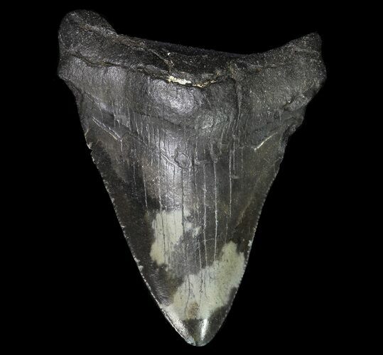 Fossil Megalodon Tooth - Georgia #65769